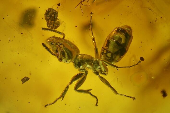 Two Fossil Ants (Formicidae) and a Wasp (Hymenoptera) in Baltic Amber #135023